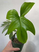 Load image into Gallery viewer, Philodendron Laciniatum