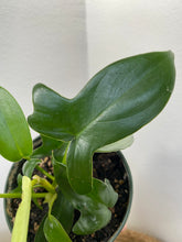 Load image into Gallery viewer, Philodendron Pedatum 4&quot;