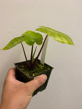 Load image into Gallery viewer, Alocasia - Elephant Ear - Imperial Red