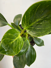 Load image into Gallery viewer, Philodendron Birkin