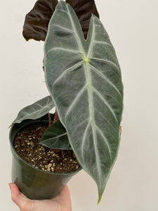 Alocasia - Purple Night