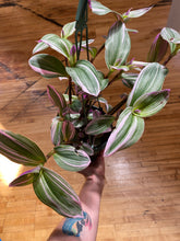 Load image into Gallery viewer, Tradescantia Nanouk - Wandering Dude