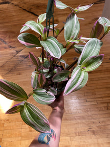 Tradescantia Nanouk - Wandering Dude