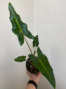Alocasia - Sarian