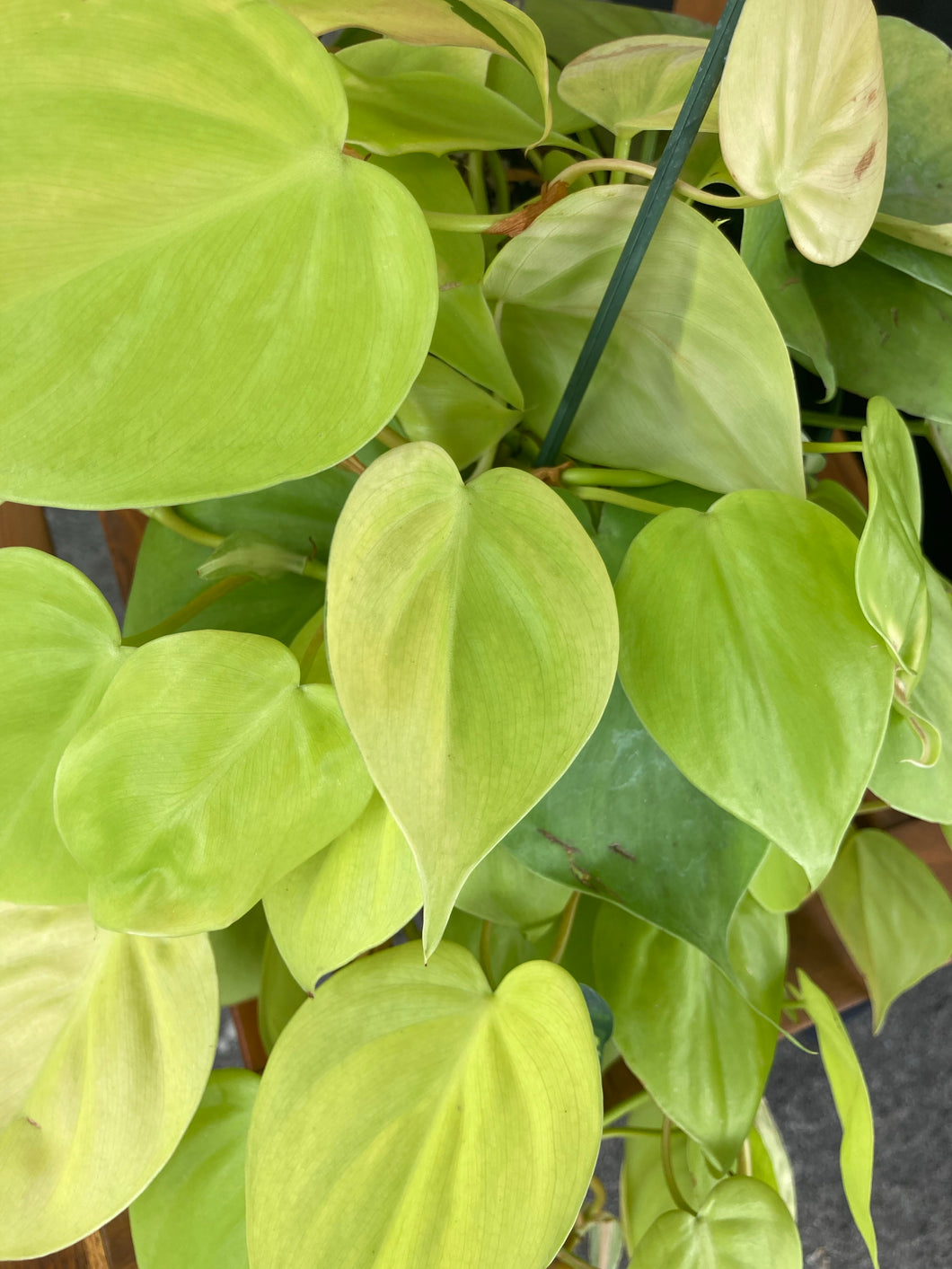 philodendron hederaceum lemon lime veregated Philodendron Hederaceum