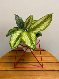 Valentine's Day Arrangement