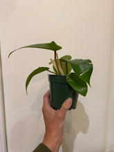 Load image into Gallery viewer, Philodendron Squamiferum