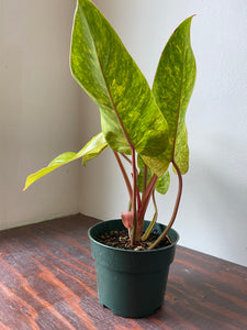 Philodendron Hybrid - Painted Lady
