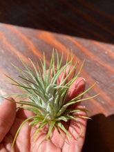 Load image into Gallery viewer, Ionatha Airplant - Sky Plant