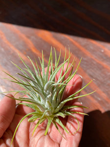 Ionatha Airplant - Sky Plant