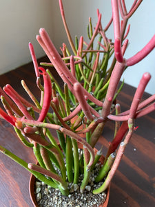 Euphorbia Tirucalli - Sticks on Fire - Red
