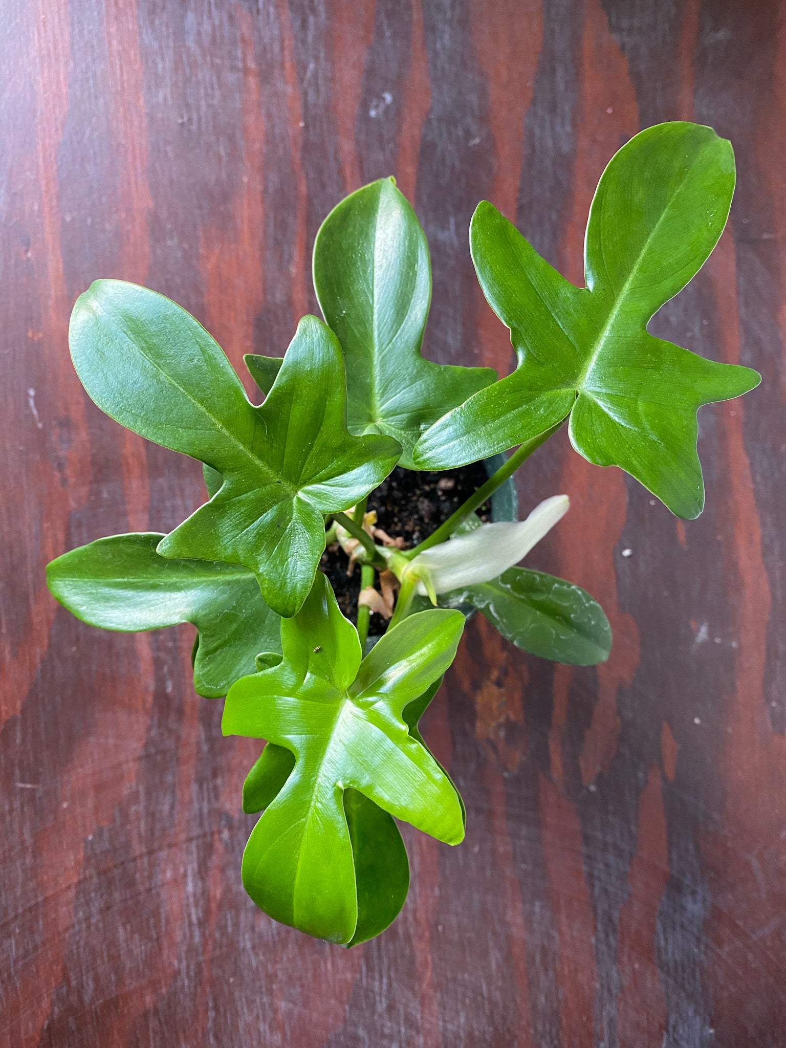 philodendron pedatum mature Philodendron Pedatum 4" – WILDEHAUS