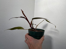Load image into Gallery viewer, Philodendron Pink Princess - standard 4&quot;