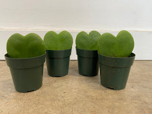 Hoya Kerrii - Sweetheart Vine