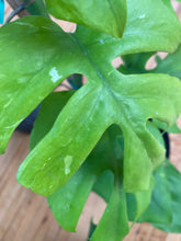 Load image into Gallery viewer, Rhapidophora Tetrasperma - Mini Monstera