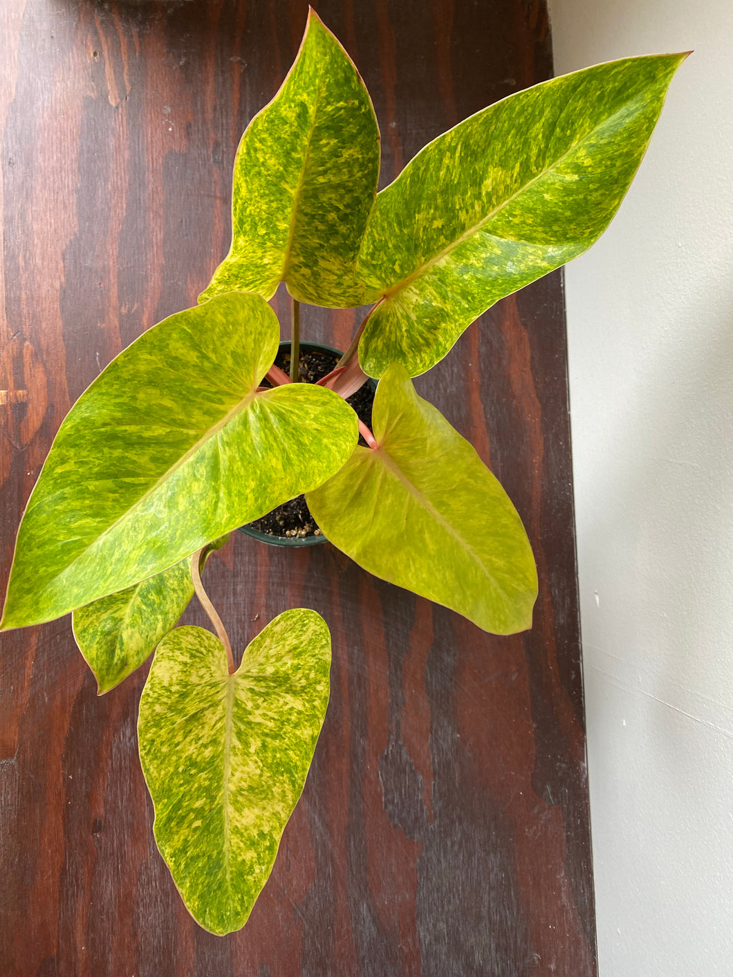 Philodendron Hybrid - Painted Lady