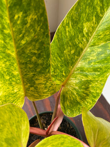 Philodendron Hybrid - Painted Lady