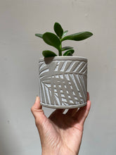 Load image into Gallery viewer, Gray Fern Pot - 3&quot;