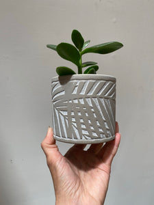 Gray Fern Pot - 3"