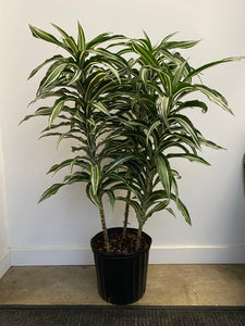dracaena unguento Dracaena Marginata Magenta