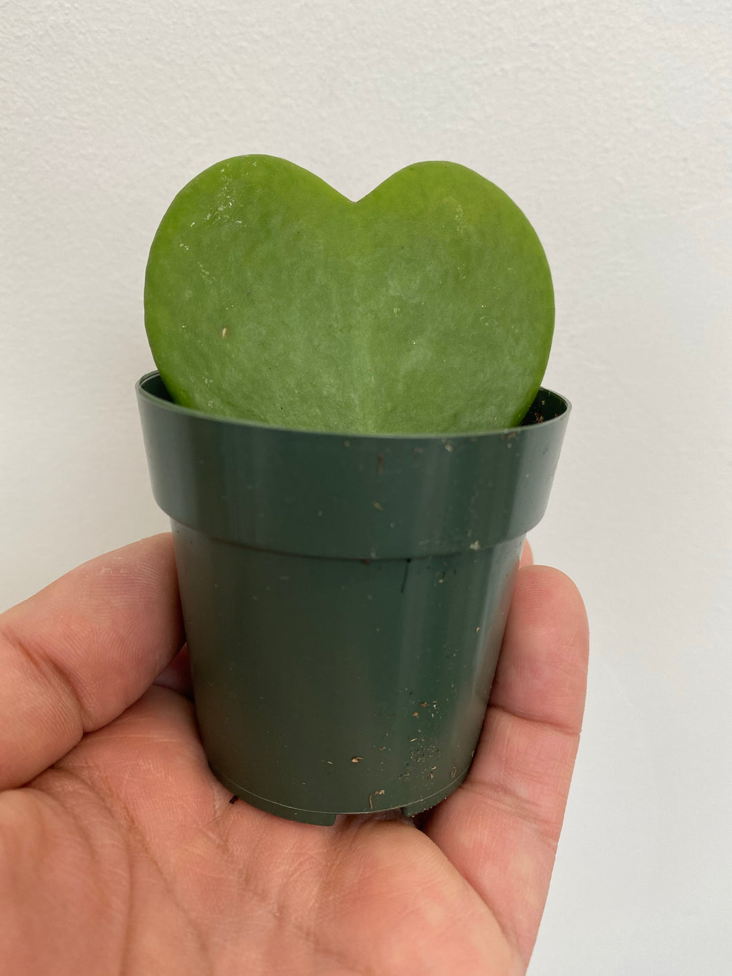 Hoya Kerrii - Sweetheart Vine