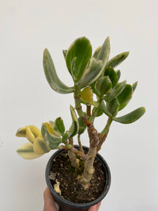 Crassula Ovata Variegata - Variegated Jade