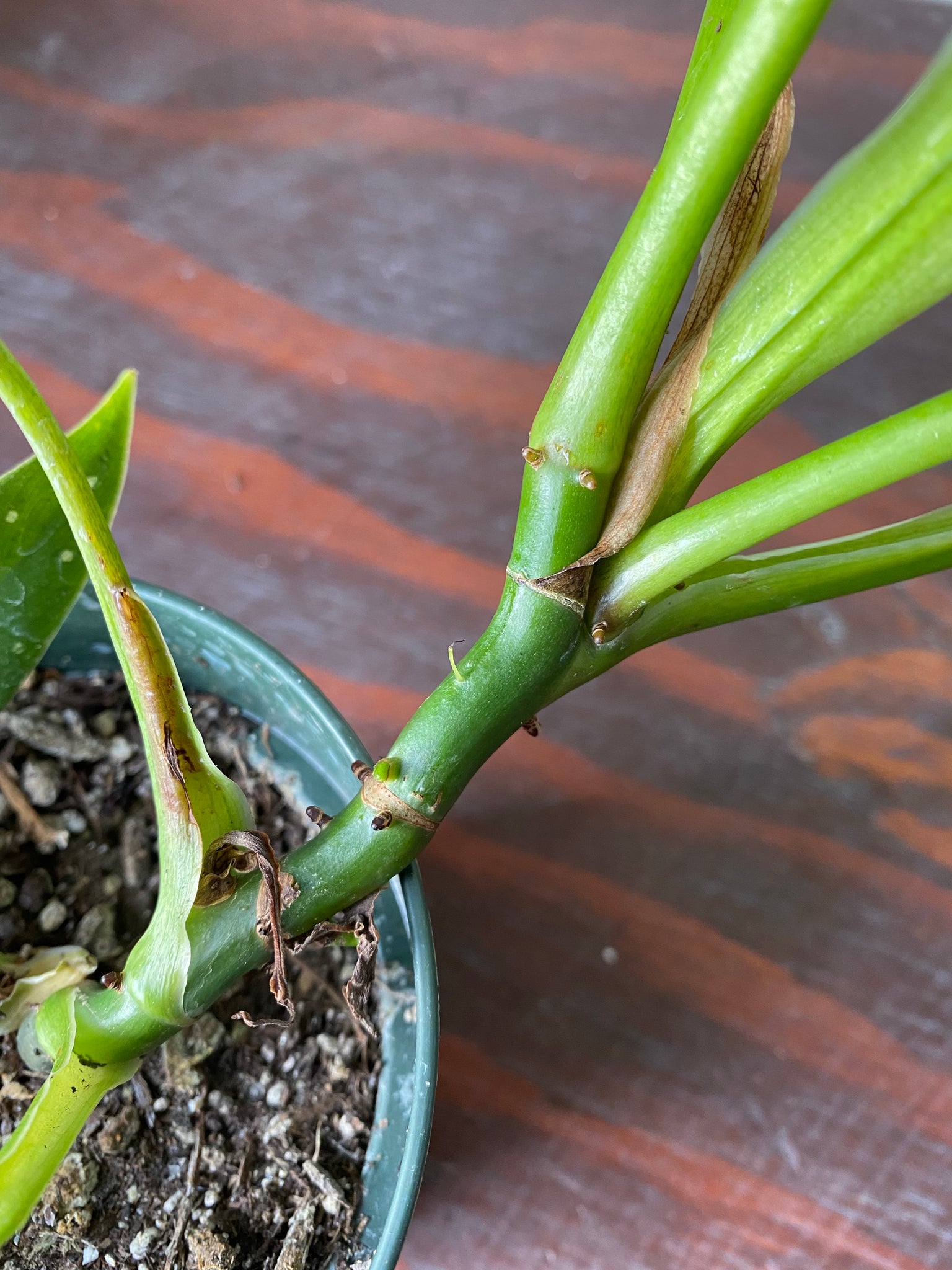 philodendron flower spike Philodendron Domesticum