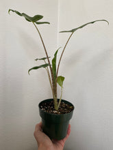 Load image into Gallery viewer, Alocasia - Sarian