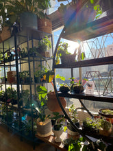 Load image into Gallery viewer, WILDEHAUS PLANT SHOP spring vibes