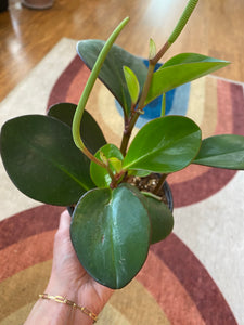 Peperomia - Clusiifolia - Red Margin