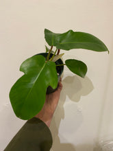 Load image into Gallery viewer, Philodendron Squamiferum