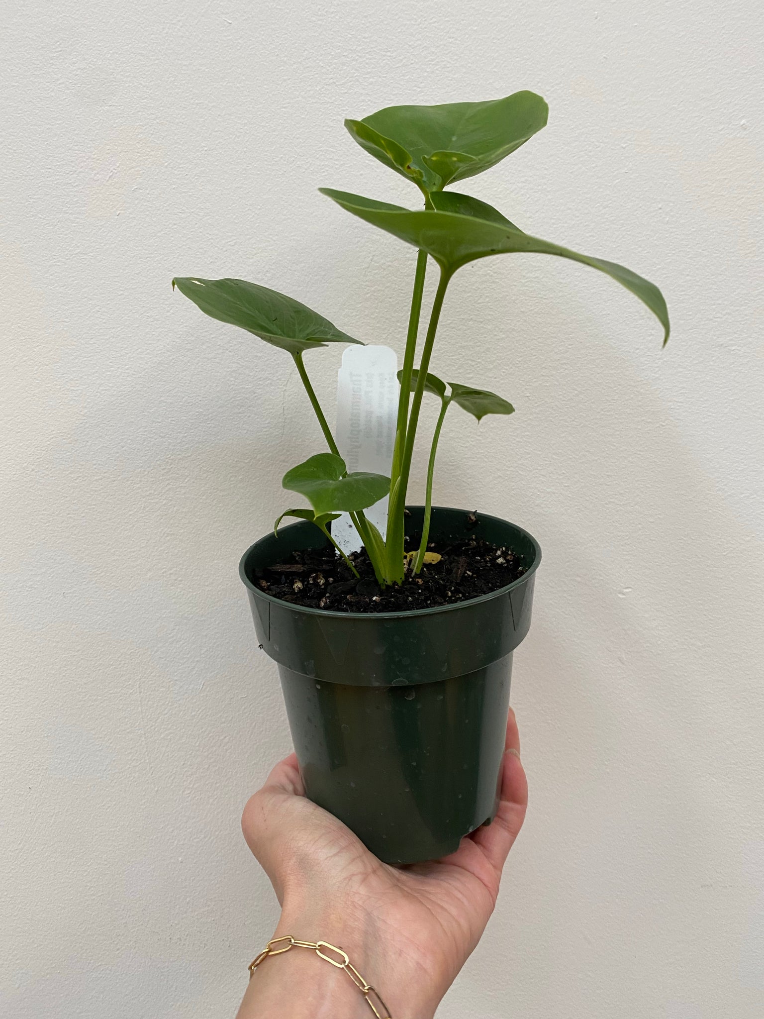 philodendron fun bun Philodendron Goeldii
