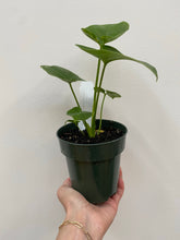 Load image into Gallery viewer, Philodendron Goeldii - Fun Bun