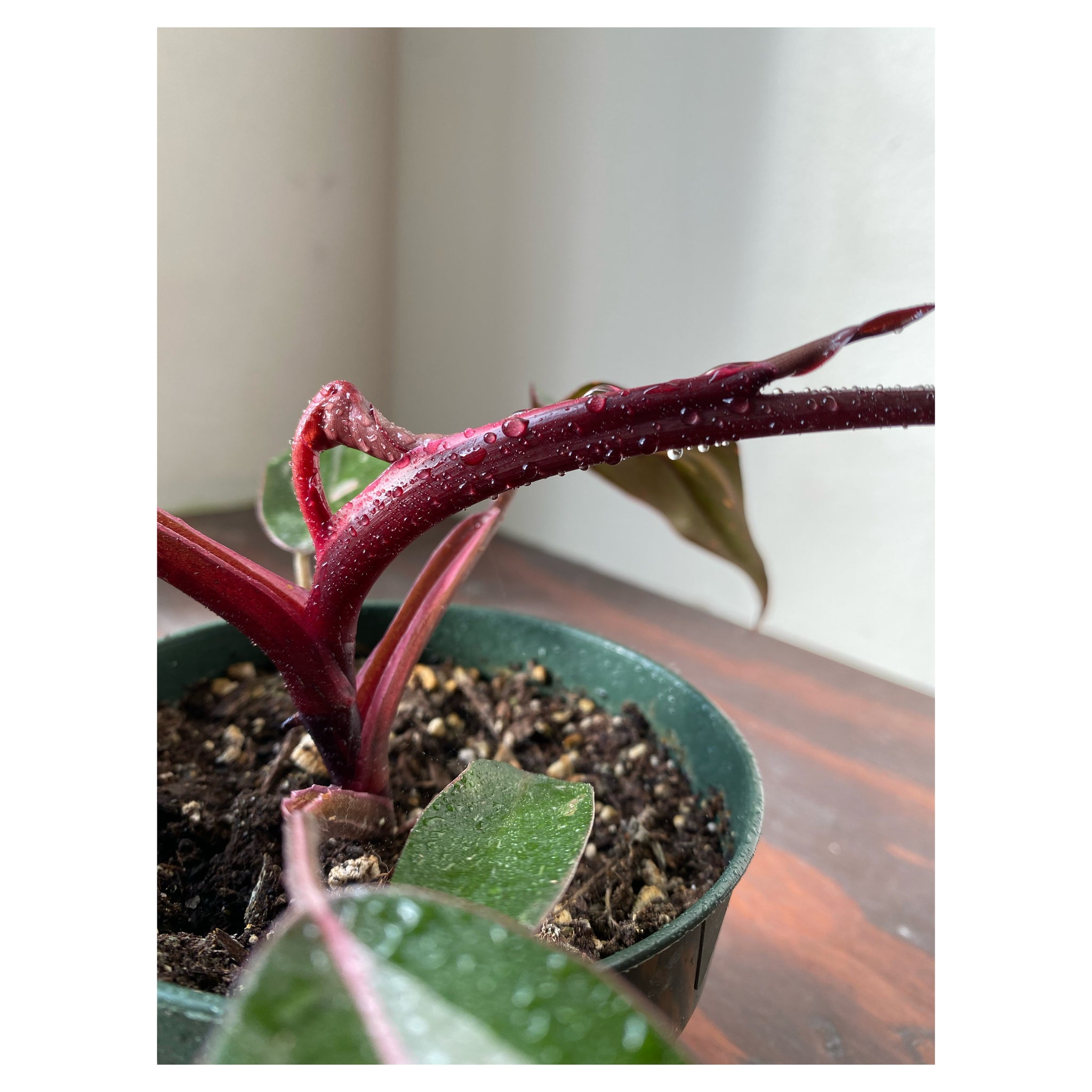 philodendron pink princess portland Philodendron Pink Princess – WILDEHAUS