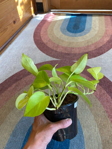 Epipremnum Aureum - Neon Pothos