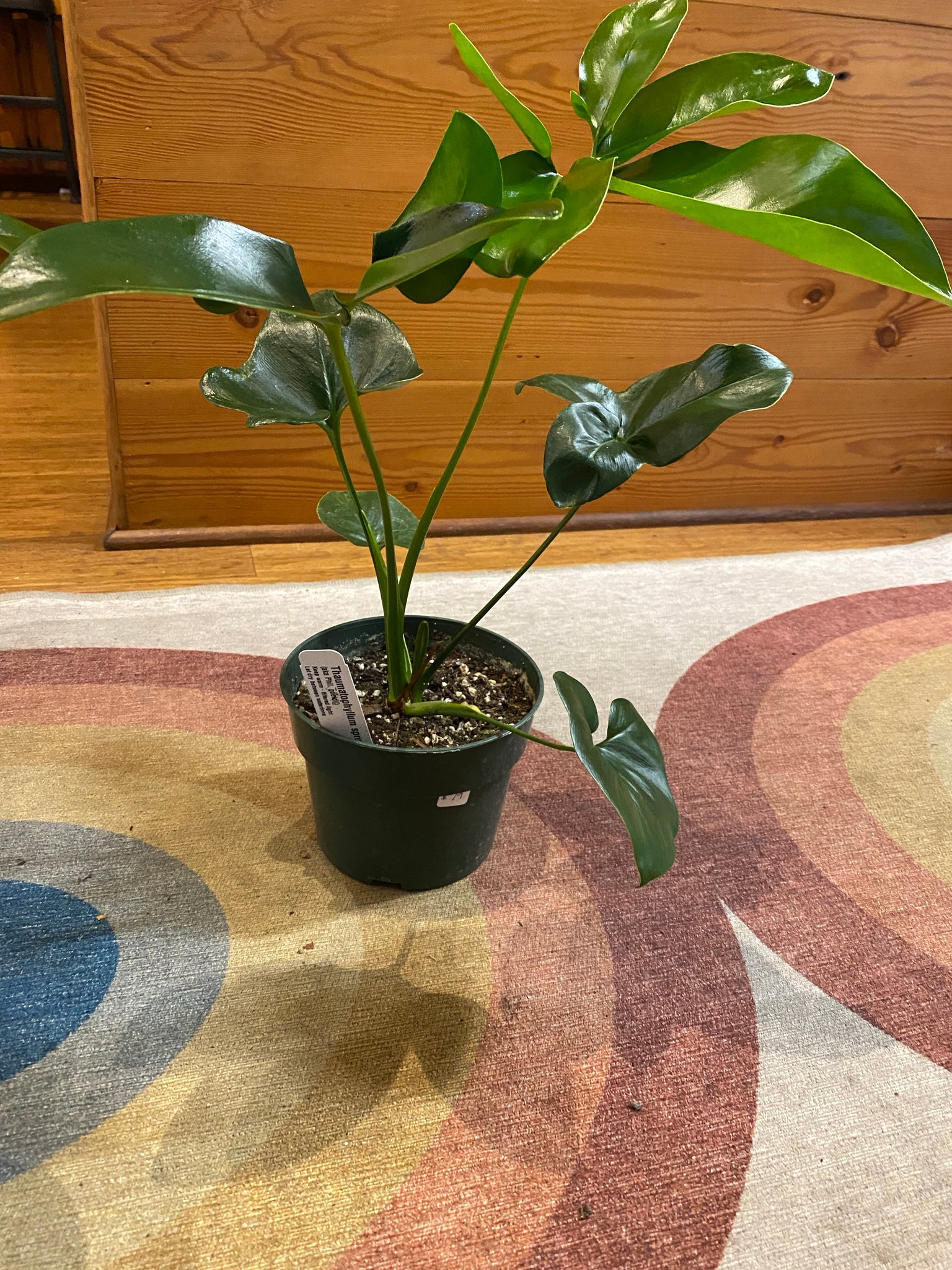 philodendron goeldii fun bun Philodendron Goeldii