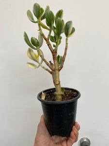 Crassula Ovata Variegata - Variegated Jade