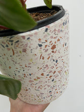 Load image into Gallery viewer, Terrazzo Pots