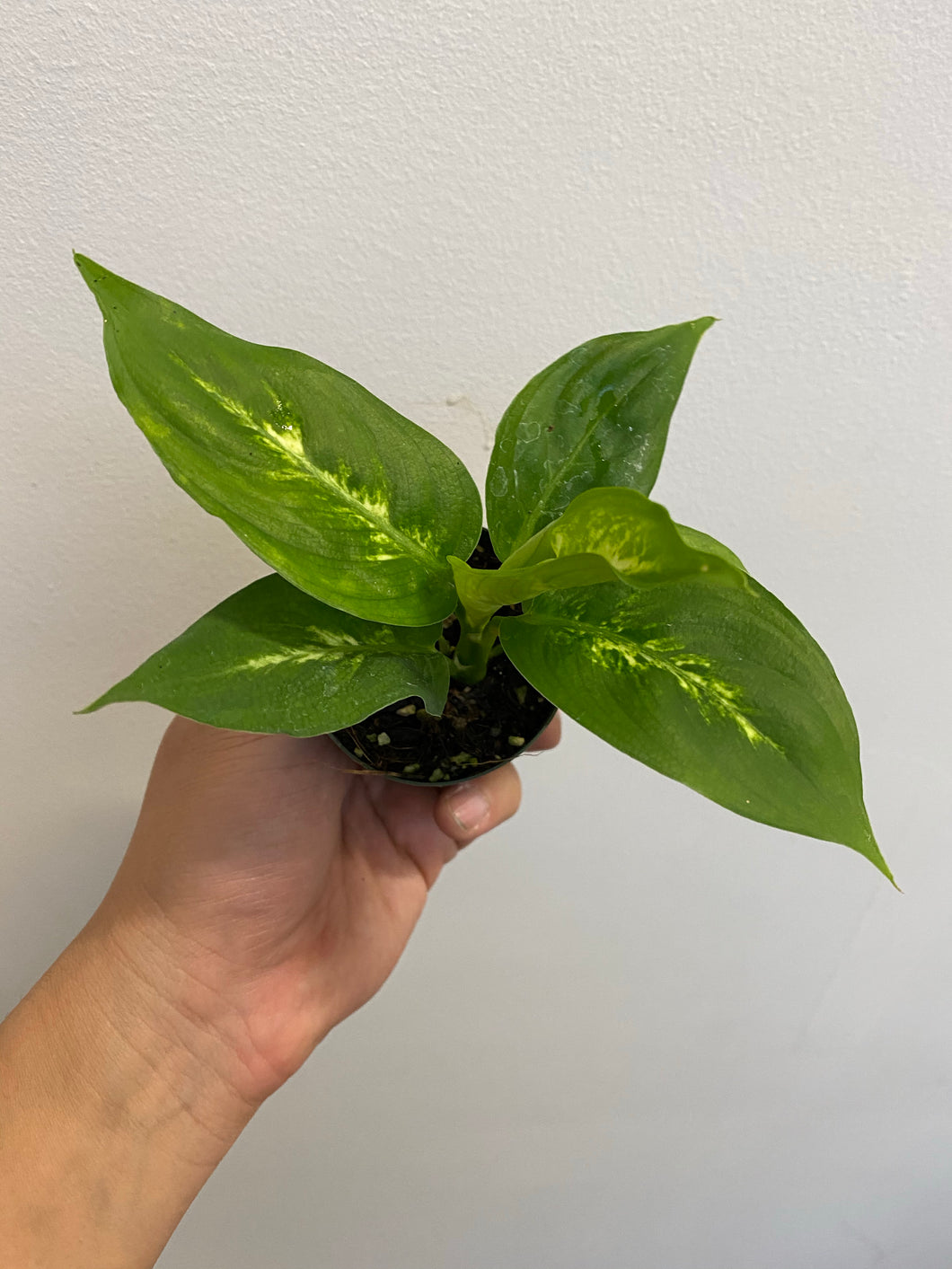 Dieffenbachia - Dumb Cane Plant