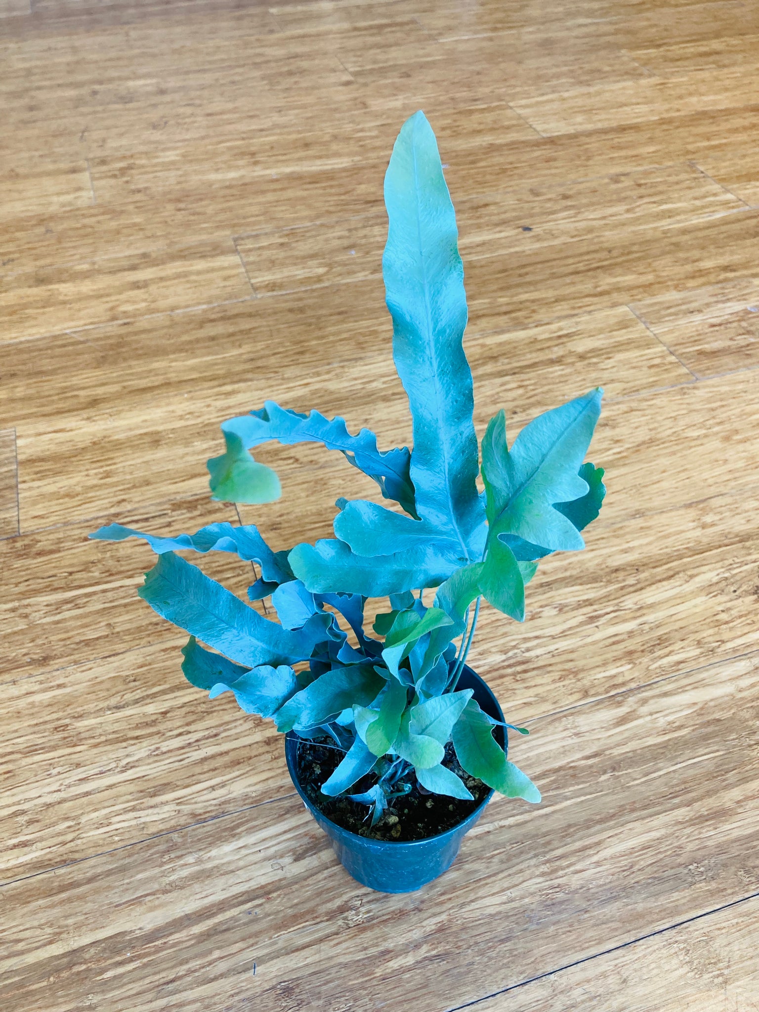 blue star fern fuzz on base Polypodium pseudoaureum - 'Blue Star'