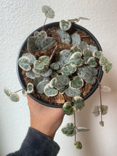 Load image into Gallery viewer, Ceropegia Woodii - Variegated  String of Hearts