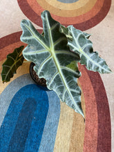 Load image into Gallery viewer, Alocasia - Polly - Dwarf African Mask Plant