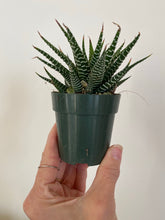Load image into Gallery viewer, Haworthia