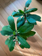 Load image into Gallery viewer, Euphorbia Milli- Crown of Thorns