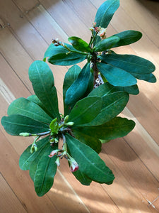 Euphorbia Milli- Crown of Thorns