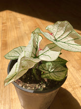 Load image into Gallery viewer, Caladium - Moonlight