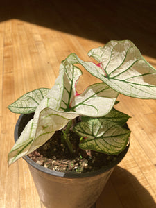 Caladium - Moonlight