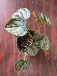 Philodendron Brandtianum
