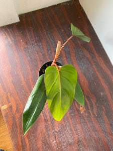 Philodendron Red Emerald - local pickup