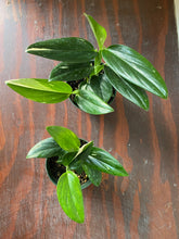 Load image into Gallery viewer, Monstera Standleyana Albo 4&quot;